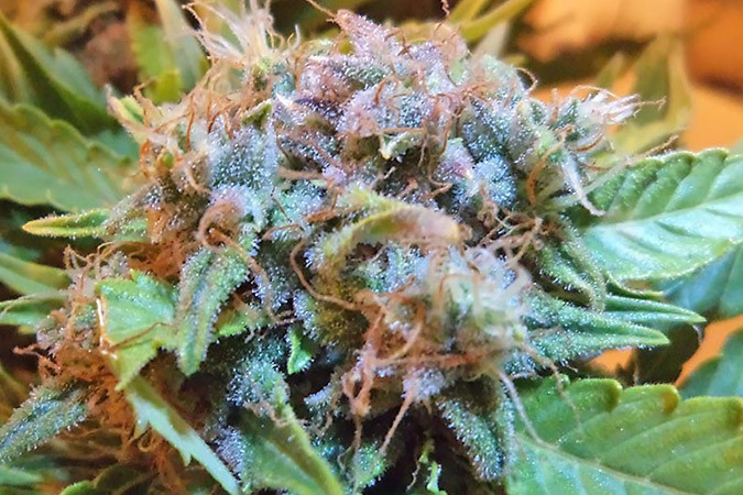 Расслабляющий сорт каннабиса Lowryder #2 auto Сативный эффект сорта конопли Lowryder #2 auto