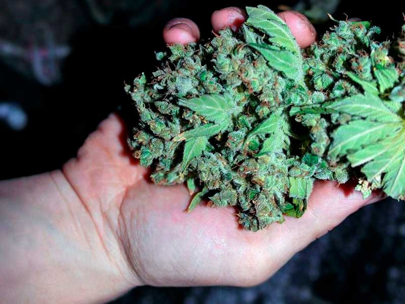 Урожайный Critical Kush Бошка от Critical Kush