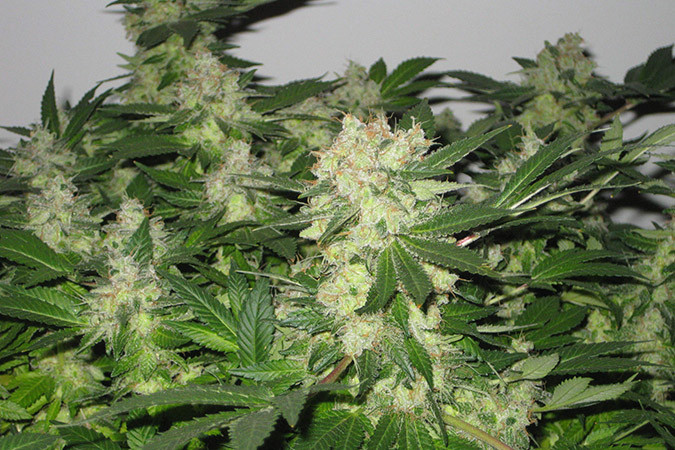 Как вырастить сорт марихуаны Auto Speed Bud Выращивание семян конопли Auto Speed Bud