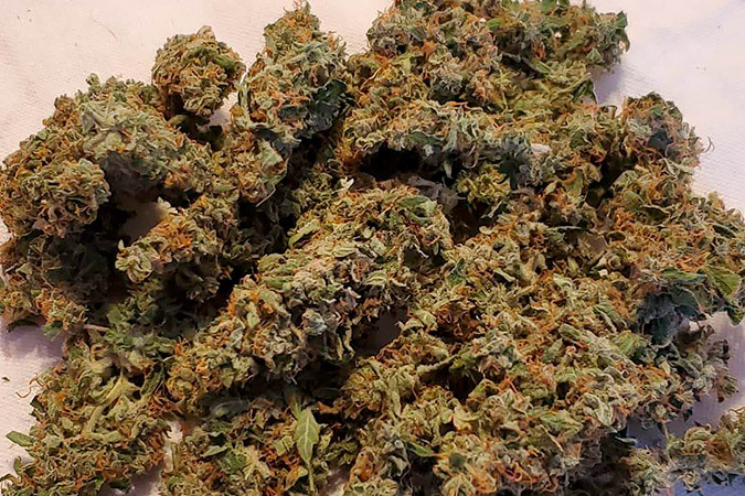 Ароматный сорт каннабиса с приятным эффектом Гибрид Сативы и Индики Auto White Widow