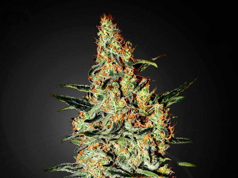 Сорт Neville’s Haze от Green House Seeds Сорт Neville’s Haze от Green House Seeds