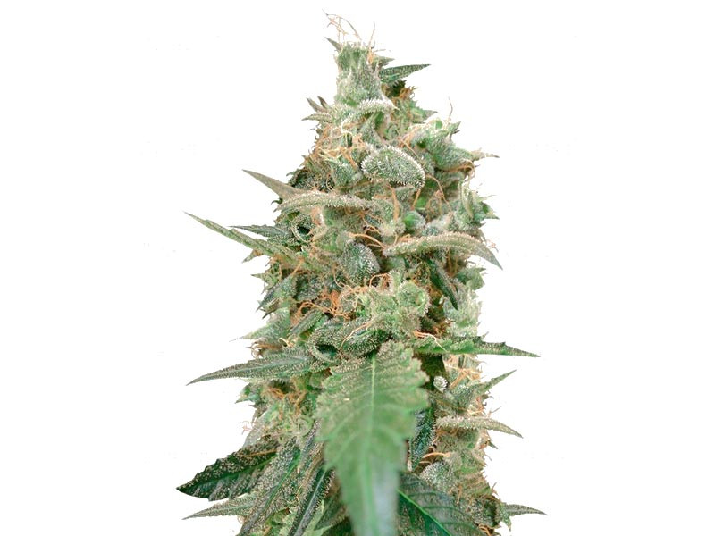 Сорт Auto Ak (Auto Ak 47) Auto Ak (Auto Ak 47) fem (Семяныч)