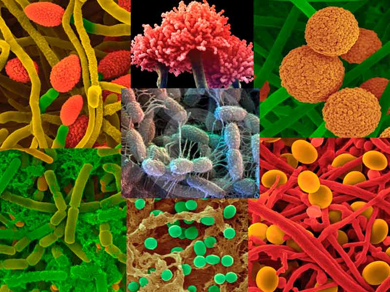 Полезные микроорганизмы для марихуаны Полезные микроорганизмы для конопли