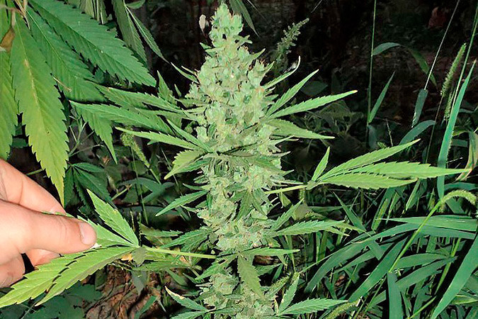Как вырастить сорт марихуаны Niagara auto Выращивание семян конопли Niagara auto