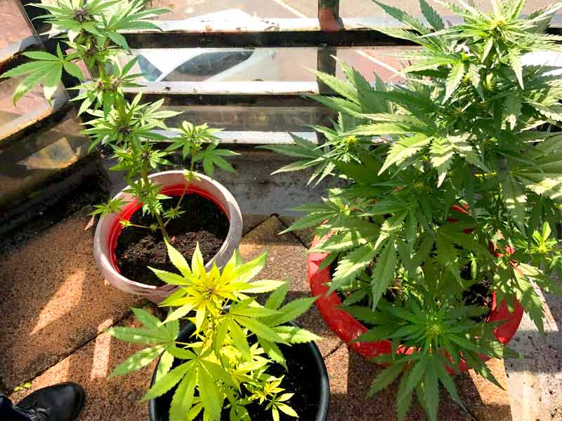 Невысокие сорта хороши для балкона Невысокие сорта конопли для балкона