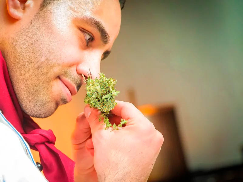 Запах конопли От сативы или индики запах сильнее?