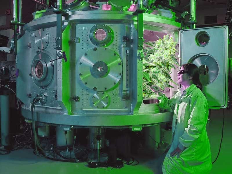 Ученые выращивают коноплю Ученые гроверы из университета