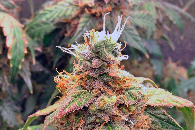 Автоцветущий сорт конопли Auto Euforia Сорт марихуаны Auto Euforia