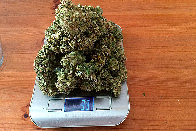 Яркий энергичный эффект сорта каннабиса Auto New York City Сативный сорт конопли Auto New York City