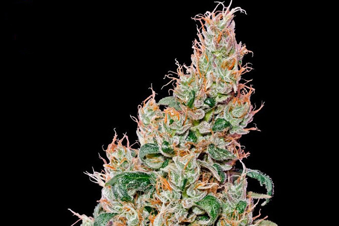 Автоцветущий сорт конопли Green-O-Matic auto Сорт марихуаны Green-O-Matic auto