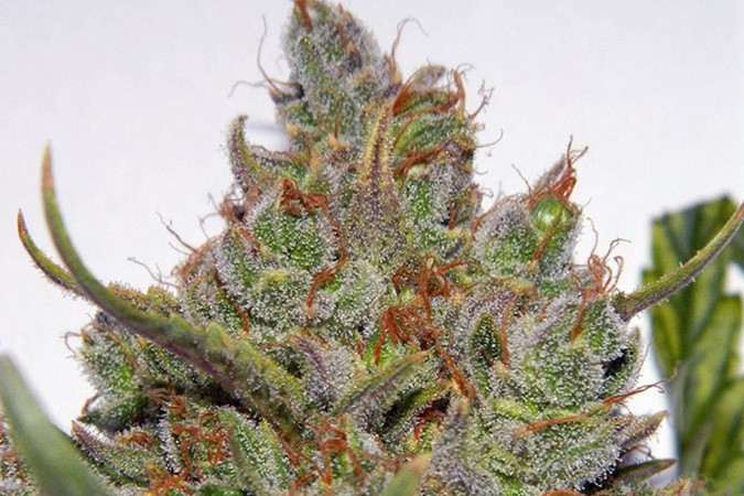 Автоцветущий сорт конопли Green Crack auto Сорт марихуаны Green Crack auto