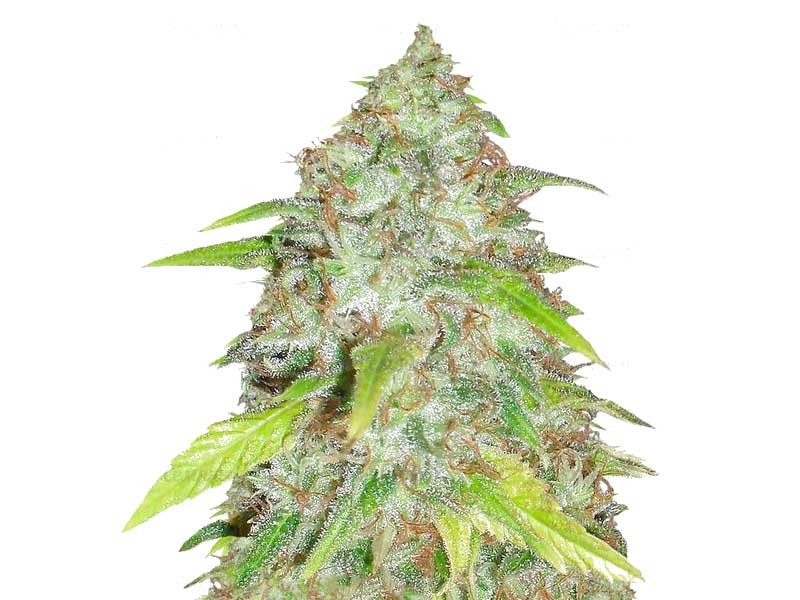 Сорт Kripple Shock fem Kripple Shock fem