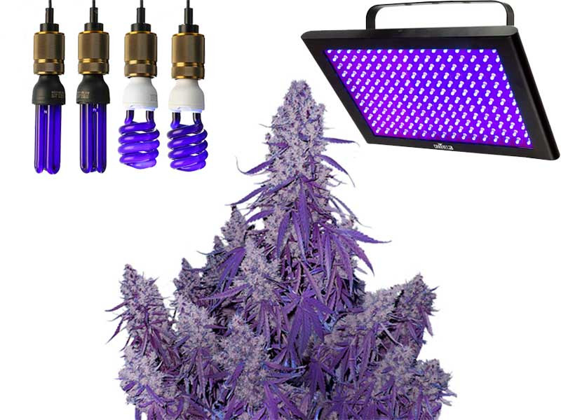 Исследования марихуаны под ультрафиолетовыми лучами Влияние ультрафиолета на марихуану