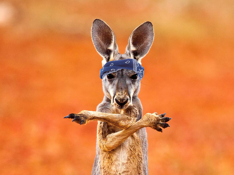 Австралийцы называют сухие шишки конопли Hooch или Choof В Австралии готовые к употреблению шишки конопли называют Hooch или Choof