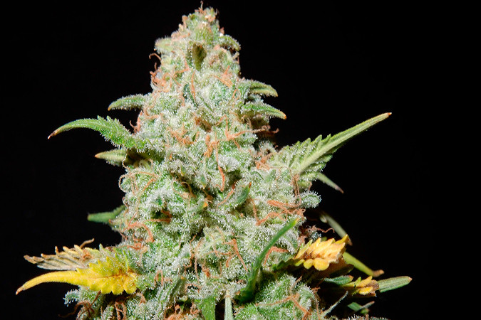Особенности сорта марихуаны Tangie'matic auto Выращивание семян конопли Gorilla Glue Auto