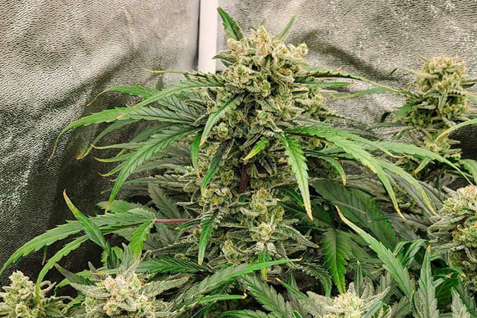 Сорт каннабиса для вечеринок Super Lemon Haze Auto Haze эффект сорта марихуаны Super Lemon Haze Auto