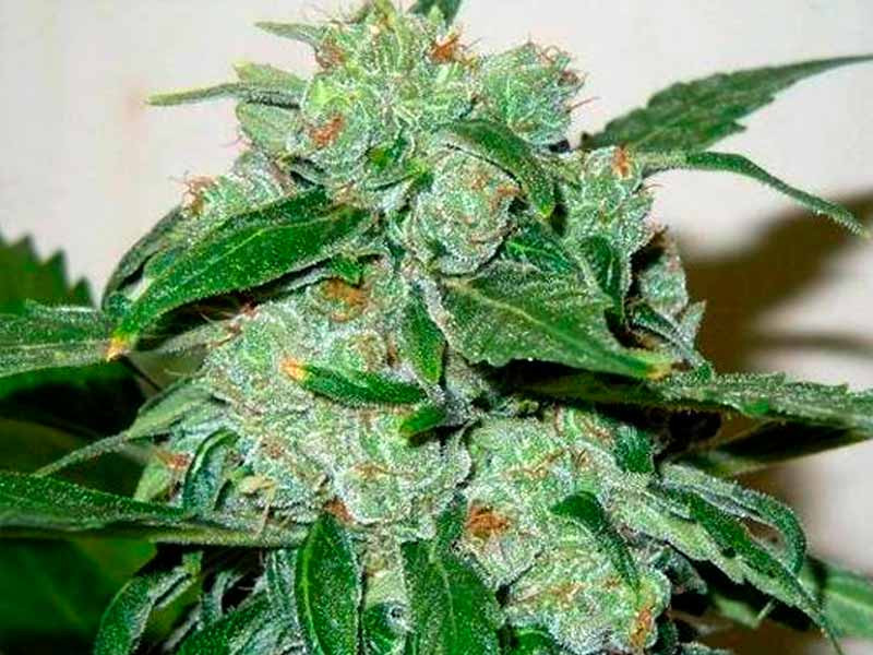 Сорт Chronic Ryder auto Chronic Ryder auto fem (Doctor’s Choice)
