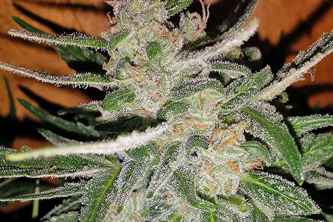 Ароматный сорт каннабиса Doctor’s Choice #1 auto Урожайный сорт конопли Doctor’s Choice #1 auto