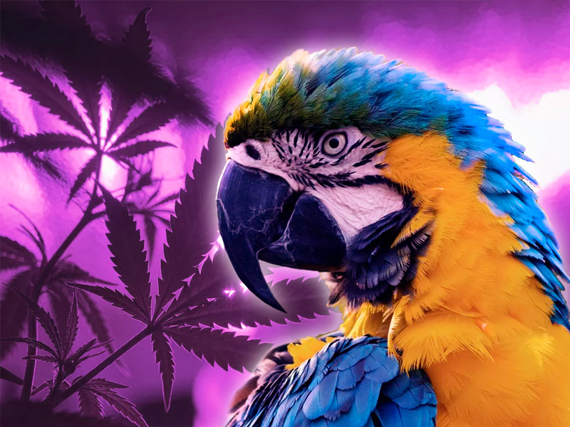 Можно покупать сортовые семена конопли для попугаев Семена конопли для попугаев