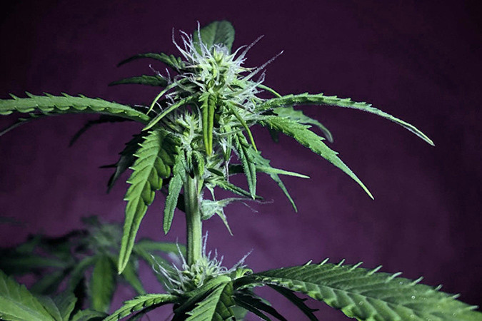 Автоцветущий сорт конопли West Coast O.G. auto Сорт марихуаны West Coast O.G. auto