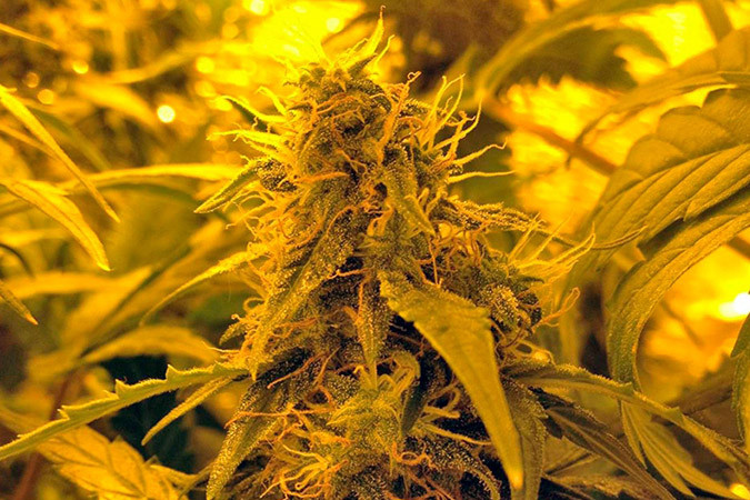 Ягодные шишки сорта конопли Auto Blue Pyramid Приятная Индика сорта каннабиса Auto Blue Pyramid