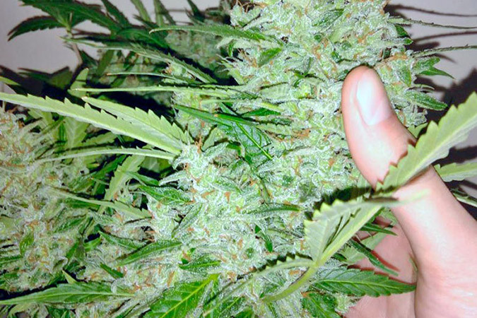 Ароматный сорт каннабиса Black Jack Auto Гибрид Сативы и Индики Black Jack Auto