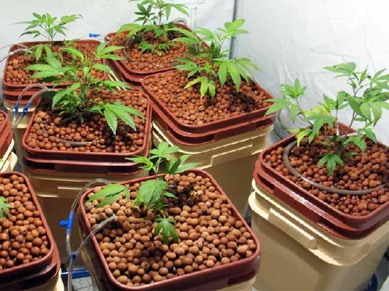 Каннабис на гидропонике Гидропоника