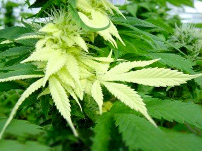 Мутация Альбинизм Альбинизм конопли