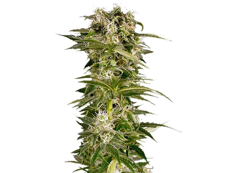 Сорт Lemon Juice Express Auto fem Lemon Juice Express Auto fem