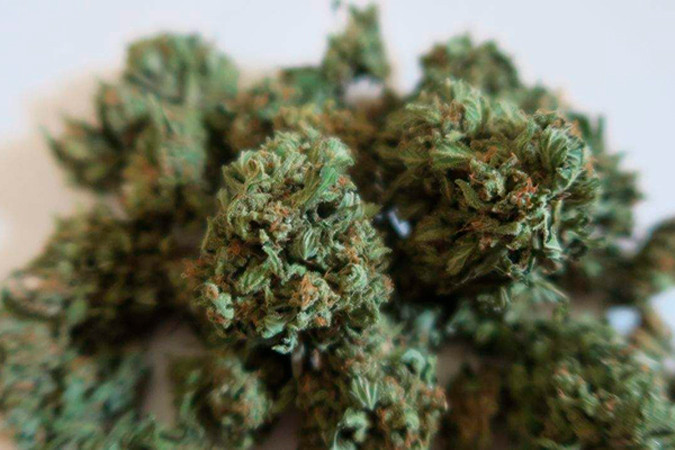 Урожайный сорт каннабиса Tangie'matic auto Сорт конопли с высоким уровнем ТГК