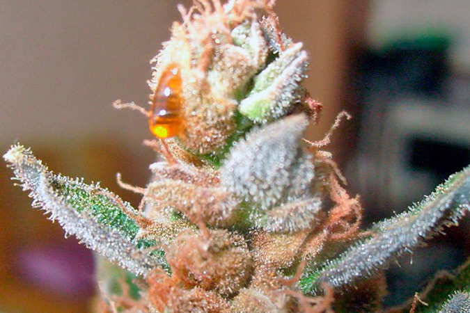 Успокаивающий сорт каннабиса Green-O-Matic auto Stone эффект сорта конопли Green-O-Matic auto