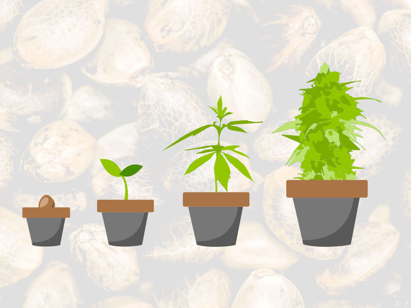 Этапы жизни каннабиса Жизненный цикл каннабиса