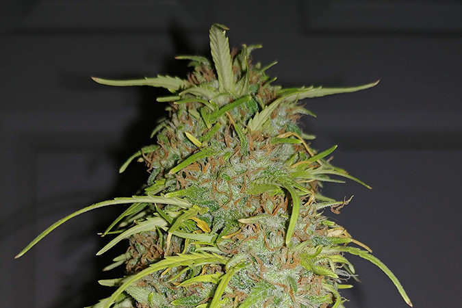 Автоцветущий сорт конопли Auto Speed Bud Сорт марихуаны Auto Speed Bud