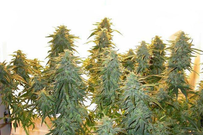 Как вырастить сорт марихуаны Lowryder #2 auto Выращивание семян конопли Lowryder #2 auto