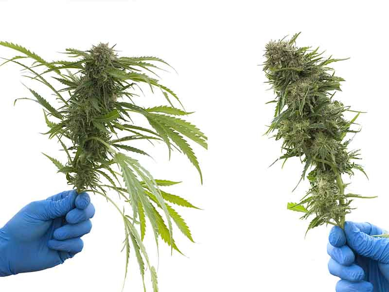 Сухой тримминг Тримминг сухой