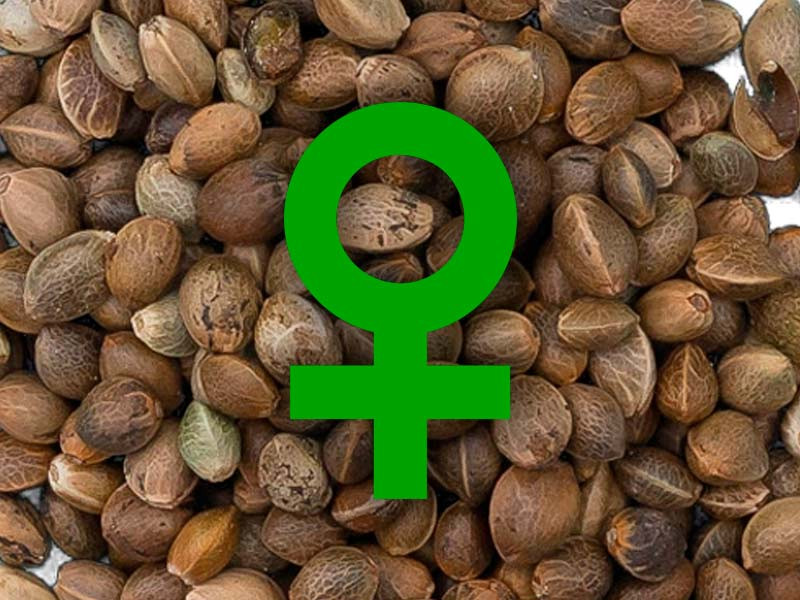 Феминизированные семена Феминизированные семена конопли