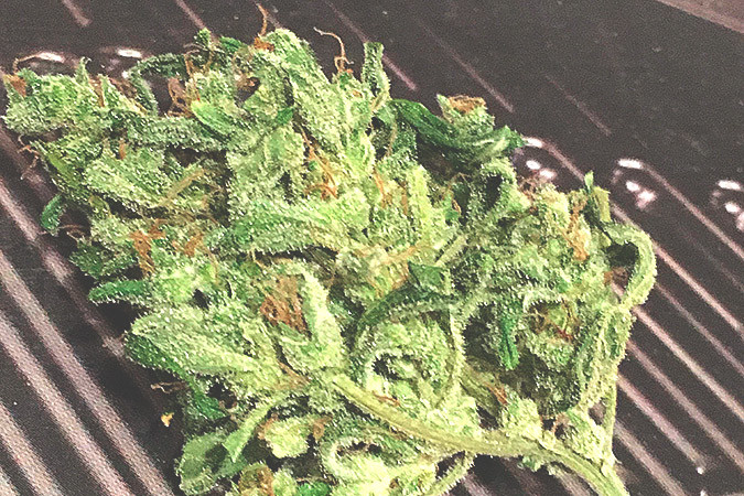 Мощное воздействие сорта каннабиса Thunder Bloody Mary auto Мощный сорт конопли Thunder Bloody Mary auto