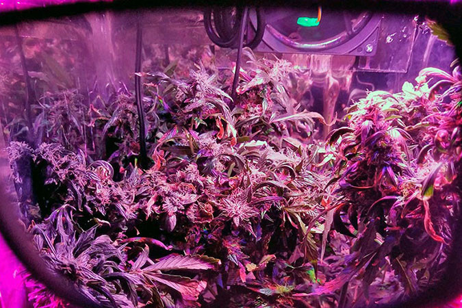 Как вырастить сорт марихуаны Big Bang Auto Выращивание семян конопли Big Bang Auto