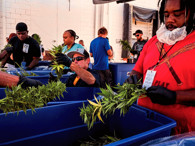 Практически занятия по конопле Промышленное производства каннабиса