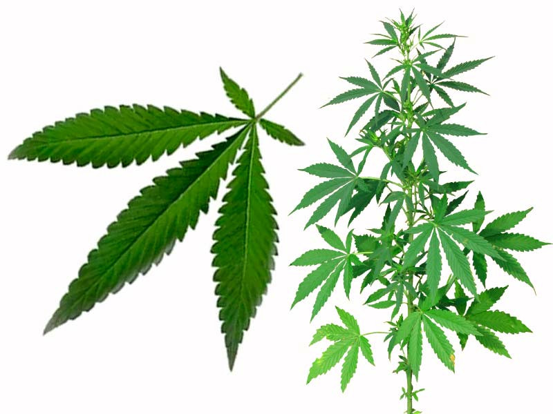 Внешний вид дикорастущей конопли Cannabis Ruderalis - дикорастущая конопля